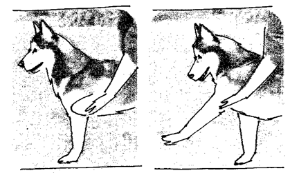 recuperación de los perros 1