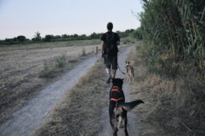 excursión con nuestros perros