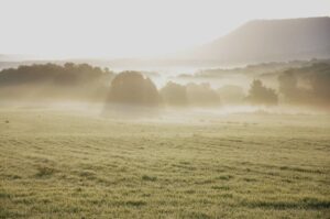 entrenamientos de mushing