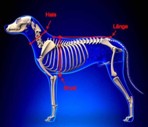 Arnés de tiro Sledwork | Ajuste seguro y potencia estable para mushing y canicross 2