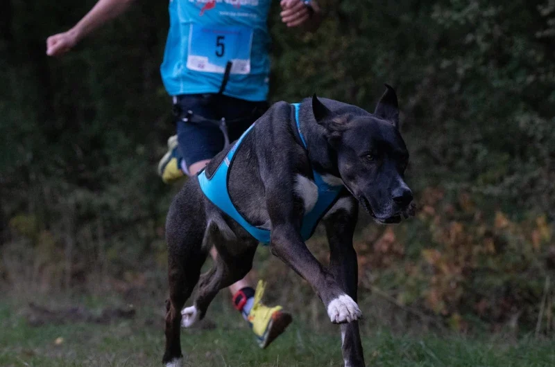 Arnés para canicross y arnés para bikejöring